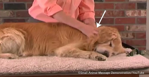 犬の首に対する圧迫法(プレッシャー)