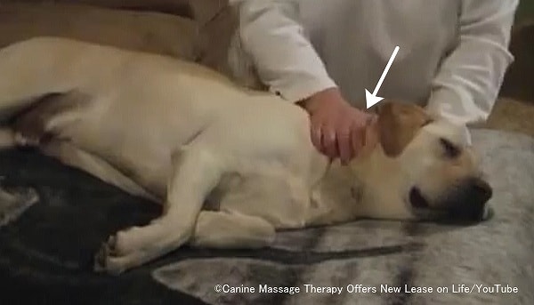 犬の首に対する摩擦法(フリクション)
