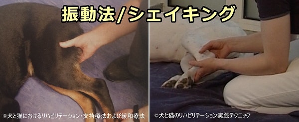 犬のマッサージテクニック~「シェイキング」(shaking)