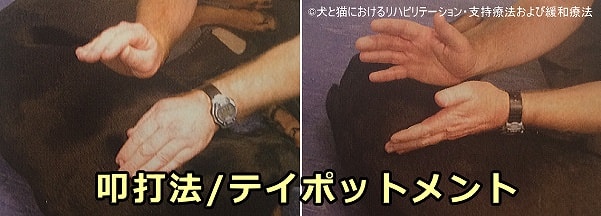 犬のマッサージテクニック~「テイポットメント」(tapotement)