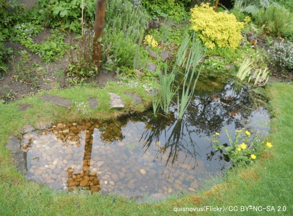 庭の中で水の溜まる場所は常にボウフラが発生する危険がある