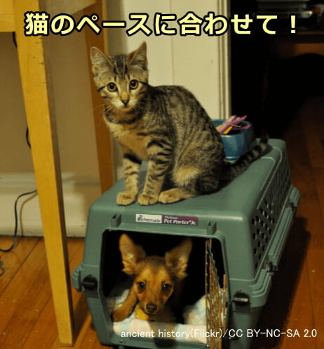 犬と猫を対面させるときは、猫のペースに合わせるのが基本