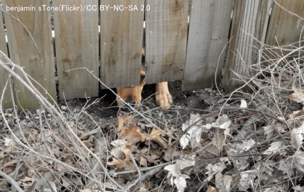 犬が出入り口下の地面を掘って隙間から脱走するというパターンはよくある