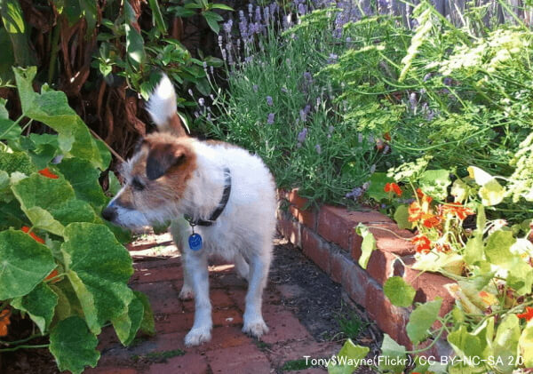 庭の菜園やガーデニングでは犬の誤食による中毒事故に注意が必要