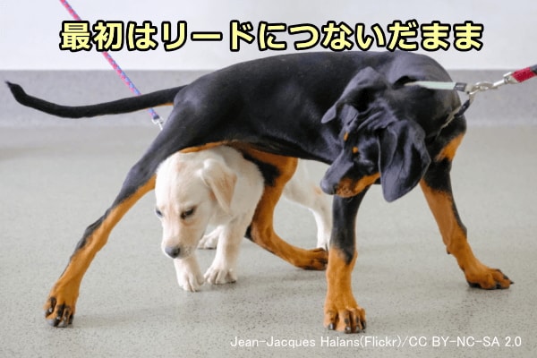 先住犬と交配犬を初対面させるときはリードに繋いで不測の事態に備える