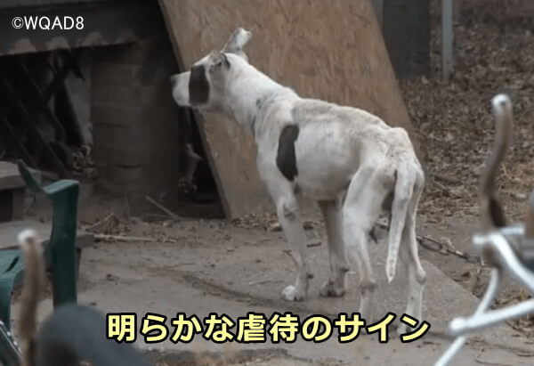 犬を外で飼うときの注意 完全ガイド 庭の整え方から犬小屋の正しい設置方法まで 子犬のへや