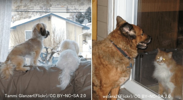 縄張り意識の強い犬にとって窓から見える景色はストレス要因