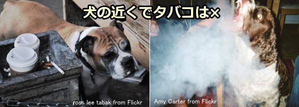 犬の受動喫煙は、様々な健康障害を引き起こす