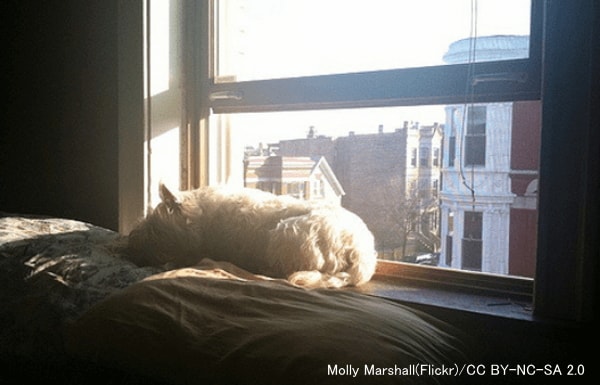 窓際には犬がリラックスできる日向ぼっこスペースを作る