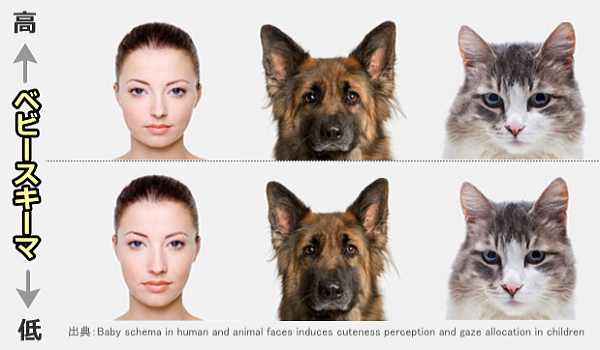 大人の女性、成犬、成猫を素材としたベビースキーマの調整実験写真