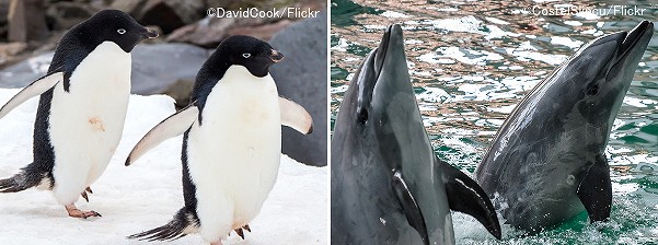 ペンギンとイルカの胸ビレは収斂進化の一例