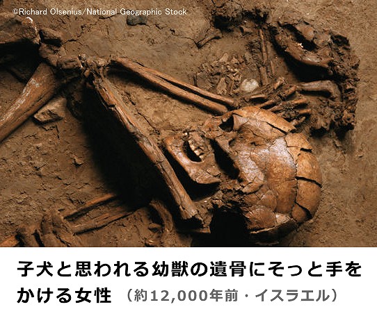 子犬と思われる幼獣の遺骨にそっと手をかける女性の骨格（約12,000年前／イスラエル）