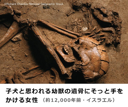 子犬と思われる幼獣の遺骨にそっと手をかける女性の骨格(約12,000年前/イスラエル)