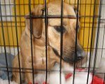 長時間孤独な留守番を強いられる犬は、時として鬱に似た症状を示す