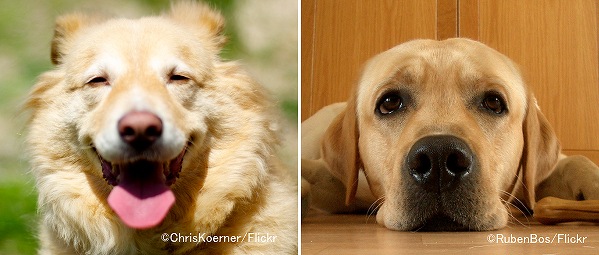 犬が見せる笑顔と落ち込んだ表情