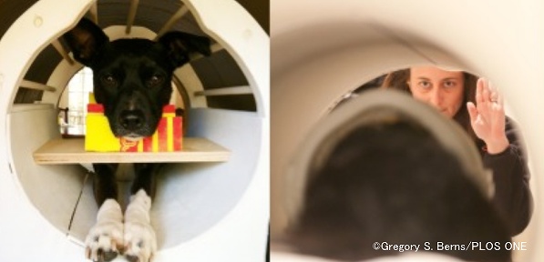 麻酔を用いず覚醒状態でfMRIに入って脳をモニターされる犬