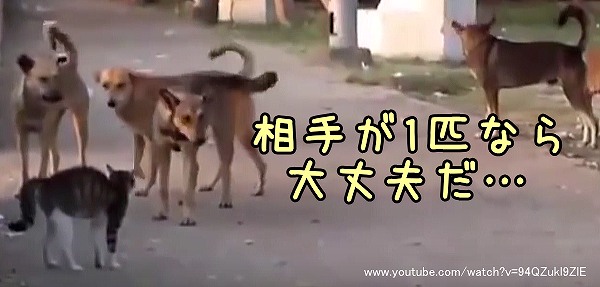 犬は瞬時にして自分の群れと敵対する群れの大きさを比較できる