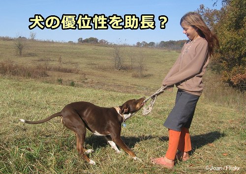 遊びで犬に負けてしまうと、人間が格下に見られるという風説がある