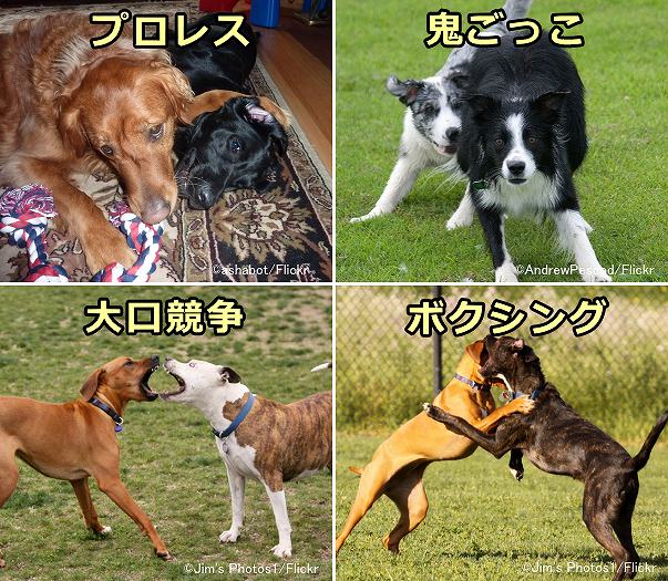 犬でよく見られる社会的遊びいろいろ～プロレス・鬼ごっこ・大口競争・ボクシング