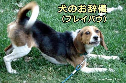 犬が見せる遊びのシグナルの内で最も有名な「お辞儀」（プレイバウ）