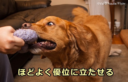 犬との遊びを有意義なものにする際のコツは、犬に程よく優位に立たせてあげること