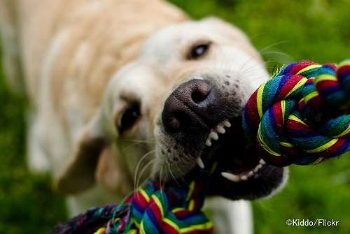 遊びにおける勝ち負けは、犬の優位性に何の変化ももたらさなかった