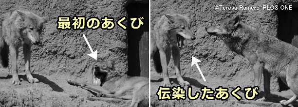 あくびの伝染は犬の祖先であるオオカミの間でも観察される現象である