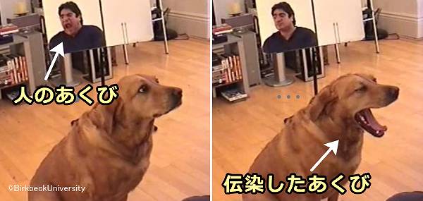 犬にあくびが伝染するのは、人間が本当のあくびをしているときに限る