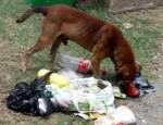 ゴミをあさる野良犬