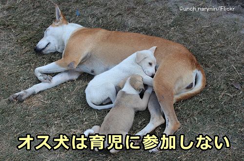 オス犬が育児に参加しないというイエイヌの習性が、犬が示す女性偏向の源かもしれない