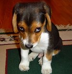 犬も反省する 犬に関する都市伝説を検証する 子犬のへや