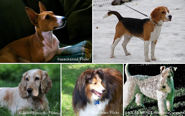スコットとフラーの先駆的な大規模調査で対象となった5犬種