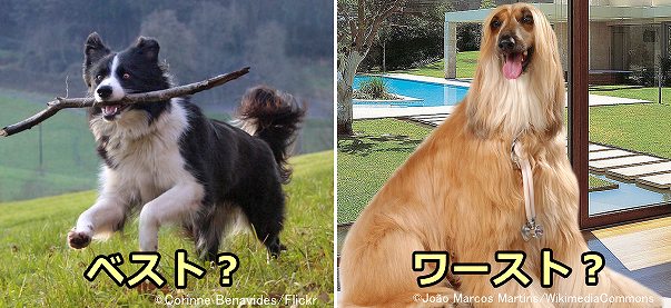 訓練しやすい犬種ナンバーワンのボーダーコリーとワーストワンのアフガンハウンド