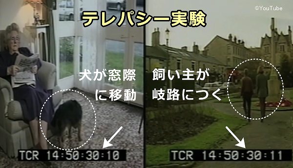 飼い主のパムさんが帰宅を決意した瞬間、自宅待機しているジェイティーがなぜか窓際に移動する瞬間