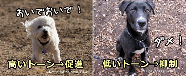 犬の行動を促したいときは高いトーン、行動を抑制したいときは低いトーンを用いるとよい