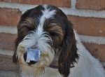 鼻についたテープを左右どちらの手で取るかによって犬の利き手を調べる