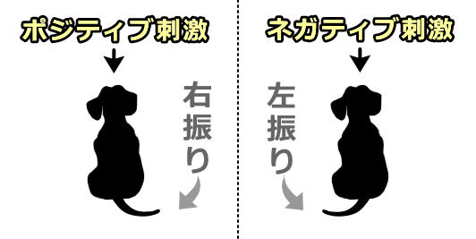 犬のしっぽが振られる方向は、受け取った刺激が喚起する感情によって左右される