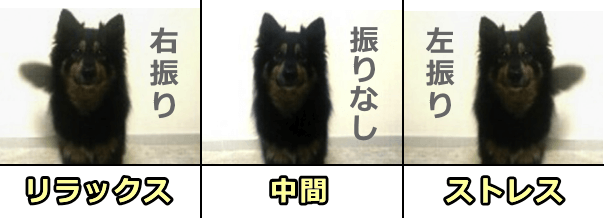 犬は他の犬のしっぽの振り方を見て心理分析することができる