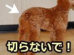 しっぽは犬にとって重要なコミュニケーションツールの一つ