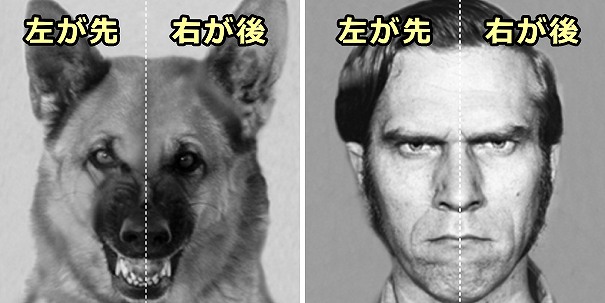 犬にも利き手がある？