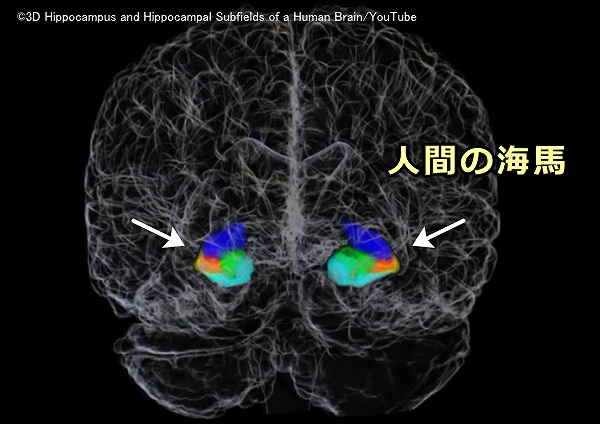 人間の脳内における海馬の位置と大きさ