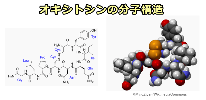 オキシトシンの分子構造