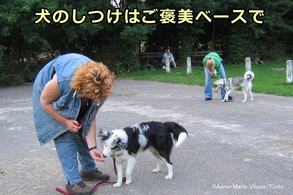 犬のしつけはご褒美ベースで行わないとストレスがたまって非効率