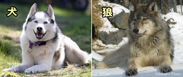 遺伝的に狼に近いとされるシベリアンハスキーの外見は確かに狼に似ている