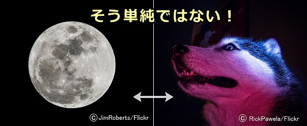 満月になると犬が凶暴になるという都市伝説はニセ科学に近い