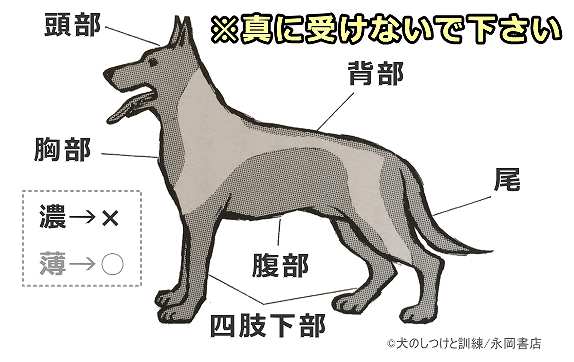 犬の体の内、体罰を加えても良い部分と悪い部分