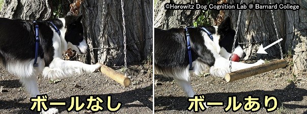 ボールをくわえた状態で前足を使うのが合理的な方法、口に何もくわえていないのに前足を使うのが非合理的方法