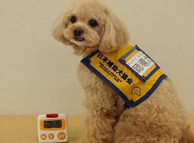 聴導犬としてデビューしたかつての迷子犬「文」