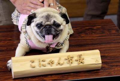 「こにゃん市」の新市長でパグの「ひなた」