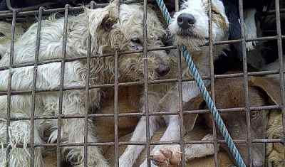 タイから国外へと密輸される犬たち